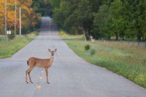 image of a deer in the road during the fall depicting fall safety driving tips