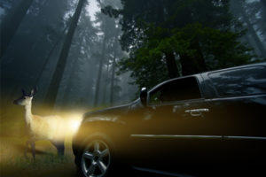 watch for wildlife when driving