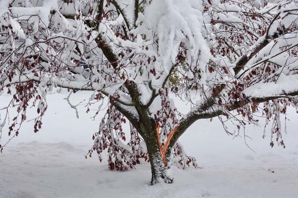 https://www.libertyautoglass.us/wp-content/uploads/2019/12/snow-covered-tree.jpg