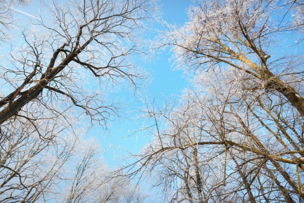 tall trees with branches covered in snow