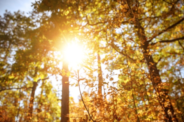 bright sunshine in the forest depicting solar powered windshield