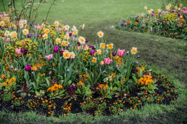 lively and colorful flowerbed during spring